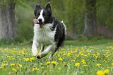 BORDER COLLIE 1027